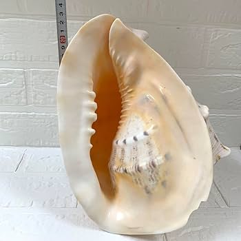 Amazon.co.jp: 貝殻、トウカムリ貝、トウカムリガイ、ホラガイ